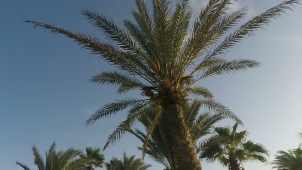 Tropical palm tree — Stock Video