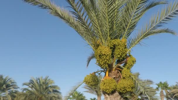 Tropische Palme — Stockvideo