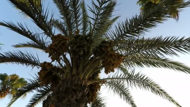 Tropické palmy — Stock video