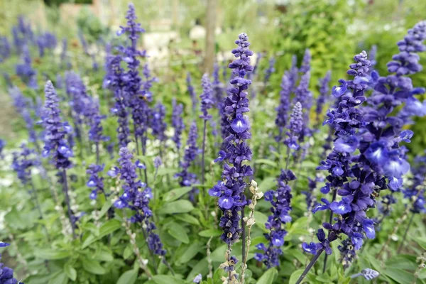 Fiori colorati dalla Germania settentrionale — Foto Stock