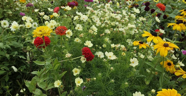 Colorful flowers from northern germany — Stock Photo, Image