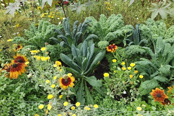 Fiori colorati dalla Germania settentrionale — Foto Stock