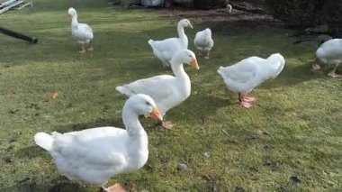 Almanya'da kuş hastalığı