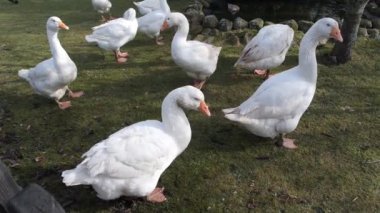 Almanya'da kuş hastalığı