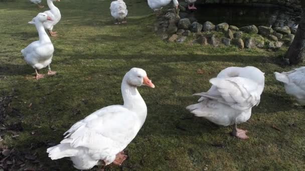 Enfermedad de las aves en Alemania — Vídeo de stock