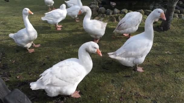 Maladie des oiseaux en Allemagne — Video