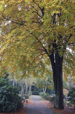 bir parkta renkli sonbahar