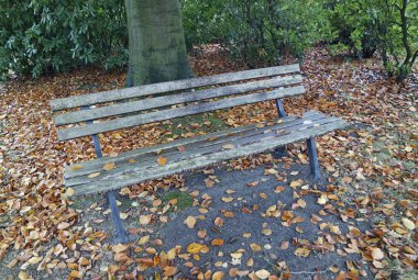 bir parkta renkli sonbahar