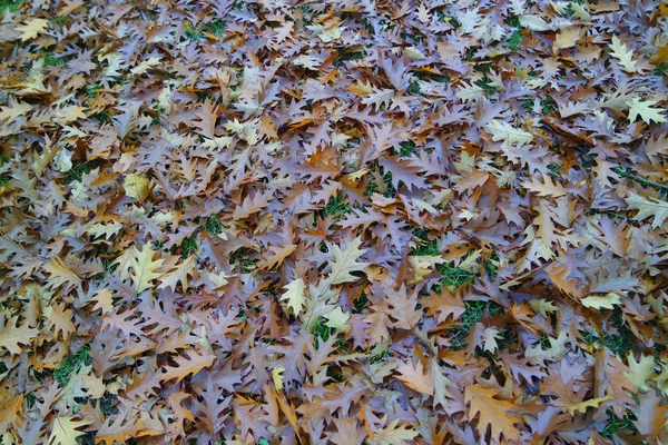 Barevný podzim v parku — Stock fotografie