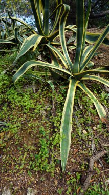 Portekiz 'de Algarve Sahili