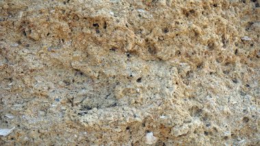 Deniz kabukları kadar kapatın