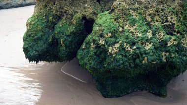 yeşil deniz otları