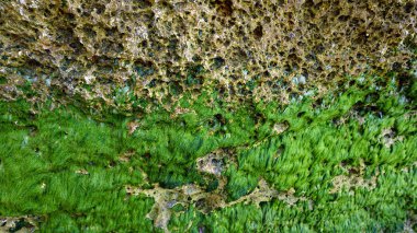 yeşil deniz otları