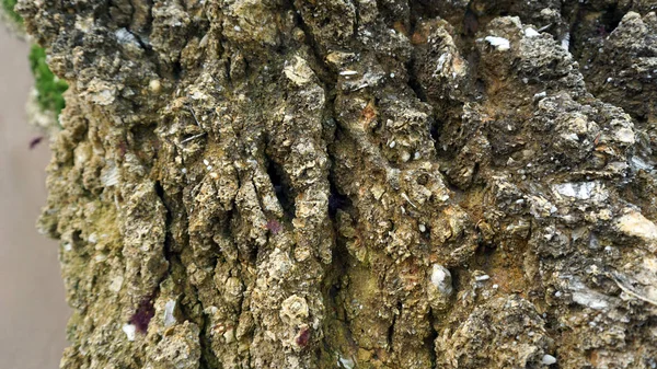 Fechar as conchas do mar — Fotografia de Stock