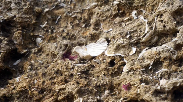 Muscheln aus nächster Nähe — Stockfoto