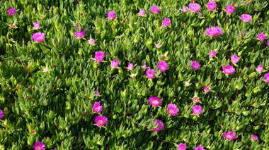 Algarve Sahili Portekiz