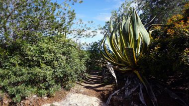 kayalar marinha Beach