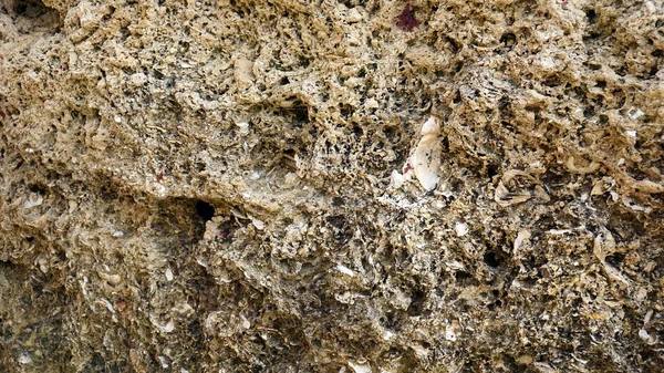 Cerca de conchas de mar — Foto de Stock