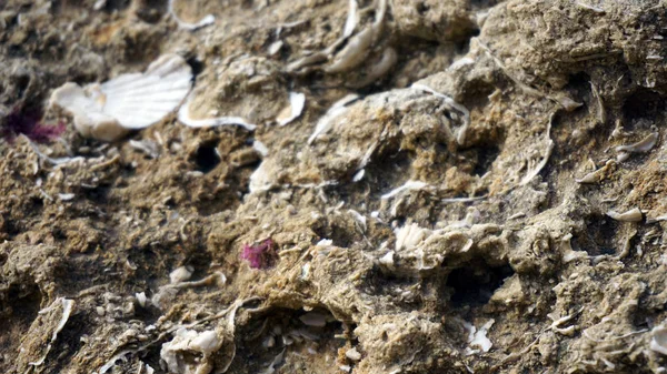 Cerca de conchas de mar —  Fotos de Stock