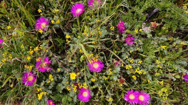 Algarve beach portugals kenarı