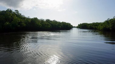 punta Rusya, mangrovlar