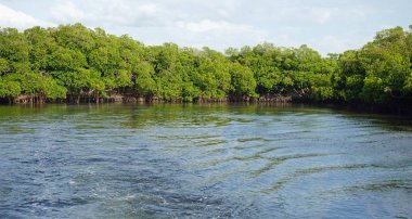 punta Rusya, mangrovlar