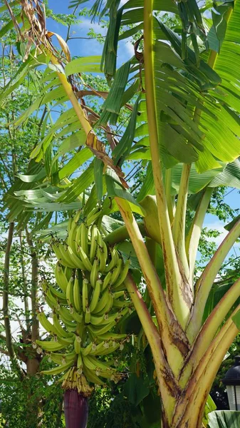 Arbre fruitier tropical — Photo
