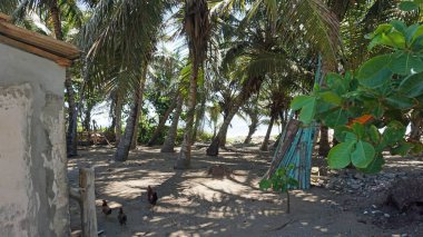 Yaz aylarında Dominik Cumhuriyeti