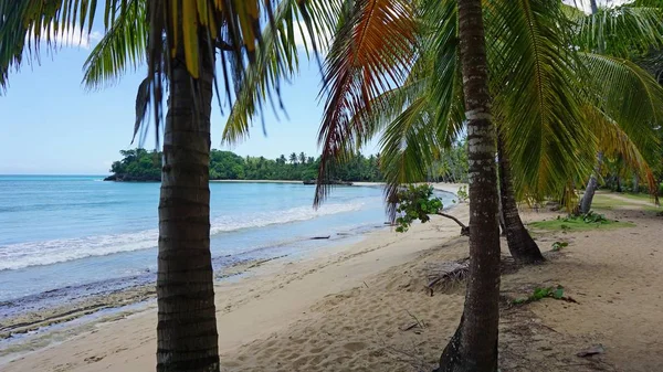 Spiaggia tropicale dei Caraibi — Foto Stock