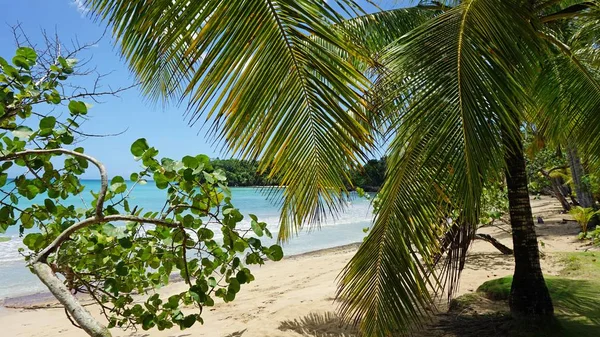 Tropische Caribisch strand — Stockfoto