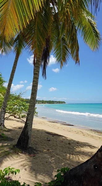 Tropischer Karibikstrand — Stockfoto