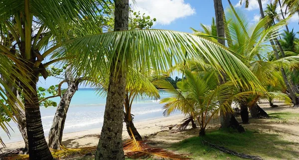 Playa tropical del Caribe — Foto de Stock