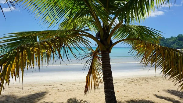Τροπική παραλία της Καραϊβικής — Φωτογραφία Αρχείου