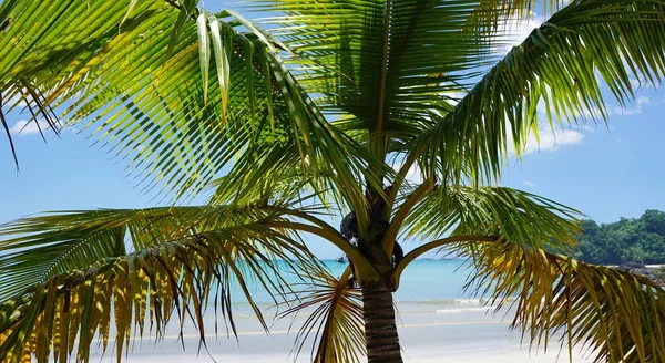 Playa tropical del Caribe — Foto de Stock