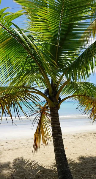 República Dominicana tropical costa — Foto de Stock
