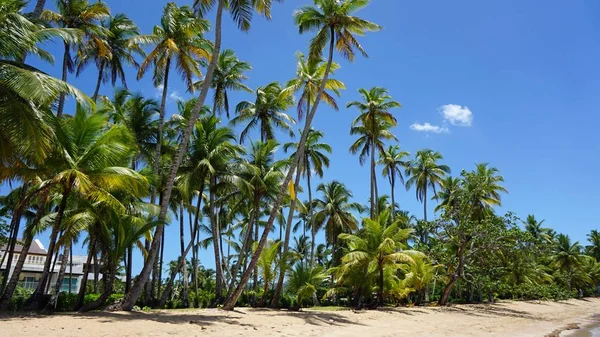 República Dominicana tropical costa — Foto de Stock