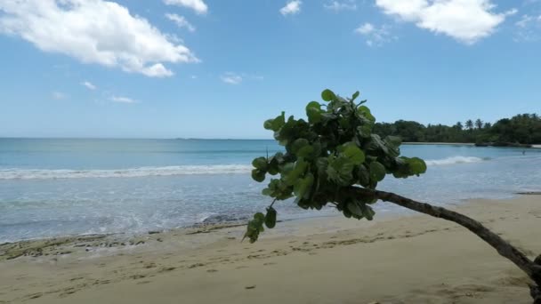 Praia tropical incrível — Vídeo de Stock