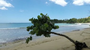 muhteşem tropik sahil