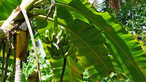 Árvore frutífera tropical — Fotografia de Stock