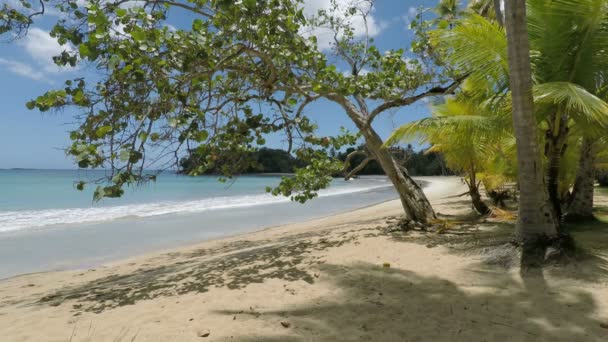 Caribisch strand in de Dominicaanse Republiek — Stockvideo