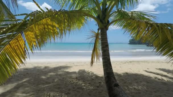 Praia incrível do Caribe — Vídeo de Stock