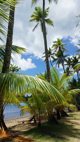 Exotic dominican republic — Stock Photo, Image