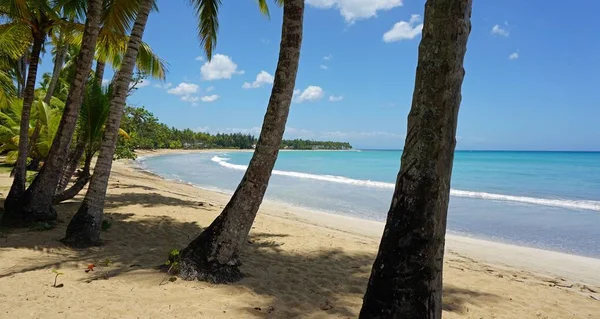 Egzotycznych Dominikana — Zdjęcie stockowe