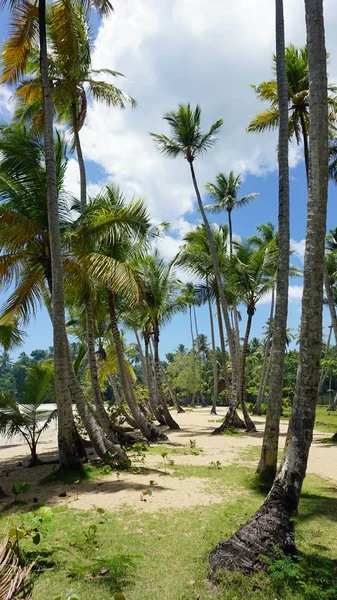 Egzotycznych Dominikana — Zdjęcie stockowe
