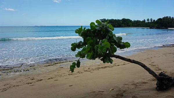 Tropische Dominicaanse Republiek — Stockfoto