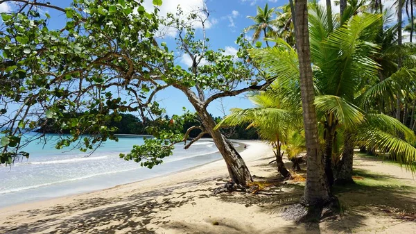 egzotik dominicean Cumhuriyeti