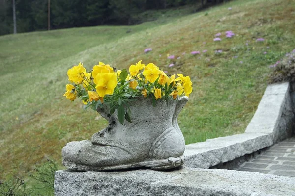 Flores de trentino — Foto de Stock