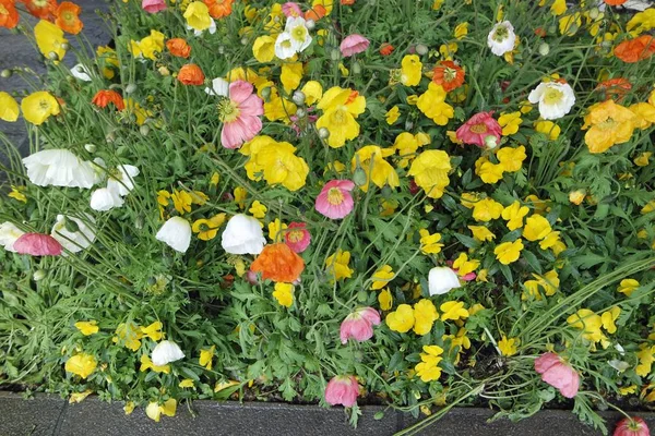 Flowers from trentino — Stock Photo, Image