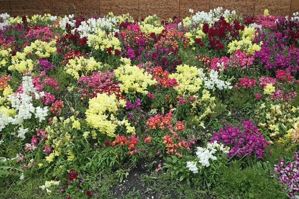 Flowers from trentino — Stock Photo, Image