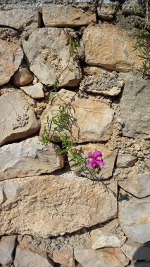 hvar Adası geleneksel evleri